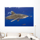 Hawaii, Big Island, Oceanic Whitetip Shark With Pilot Fish Wall Mural