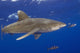Hawaii, Big Island, Oceanic Whitetip Shark With Pilot Fish Wall Mural