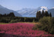 Field Of Fireweed Wall Mural