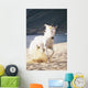 White Horse Running On The Beach Wall Mural