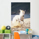 White Horse Running On The Beach Wall Mural