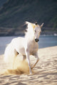 White Horse Running On The Beach Wall Mural