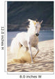 White Horse Running On The Beach Wall Mural