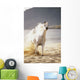 White Horse Galloping Toward Camera On Beach Wall Mural