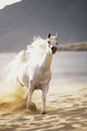 White Horse Galloping Toward Camera On Beach Wall Mural