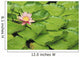 Water Lily And Lily Pads Wall Mural