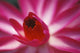 Pink Water Lily, Close-Up Detail Wall Mural