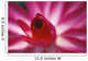 Pink Water Lily, Close-Up Detail Wall Mural