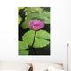 Water Lily, Single Purple Blossom Wall Mural