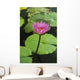 Water Lily, Single Purple Blossom Wall Mural