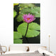 Water Lily, Single Purple Blossom Wall Mural