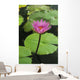Water Lily, Single Purple Blossom Wall Mural