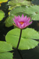 Water Lily, Single Purple Blossom Wall Mural