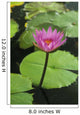 Water Lily, Single Purple Blossom Wall Mural