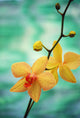 Hawaii, Yellow Dendrobium With Orange Speckles, Orchid Flower On Plant Wall Mural