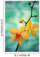 Hawaii, Yellow Dendrobium With Orange Speckles, Orchid Flower On Plant Wall Mural