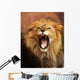Grrr... Wall Mural