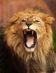 Grrr... Wall Mural