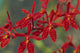 Hawaii, Orange Orchid Cluster Queen Emma Wall Mural