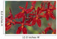 Hawaii, Orange Orchid Cluster Queen Emma Wall Mural