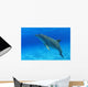 Tursiops Truncatus Wall Mural