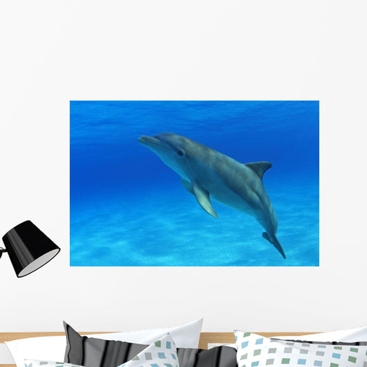 Tursiops Truncatus Wall Mural