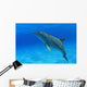 Tursiops Truncatus Wall Mural