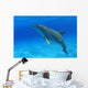 Tursiops Truncatus Wall Mural