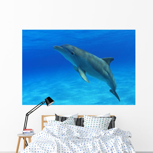 Tursiops Truncatus Wall Mural