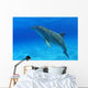 Tursiops Truncatus Wall Mural