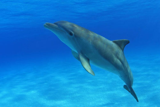 Tursiops Truncatus Wall Mural