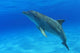 Tursiops Truncatus Wall Mural