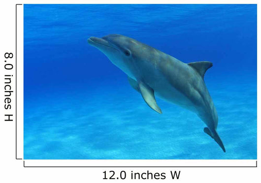 Tursiops Truncatus Wall Mural