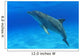 Tursiops Truncatus Wall Mural