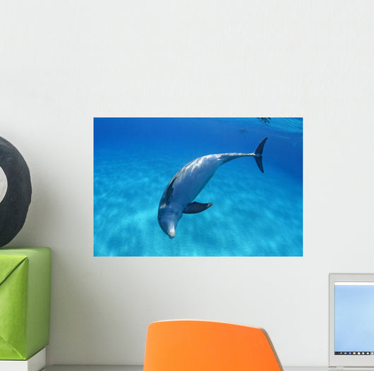Tursiops Truncatus Wall Mural