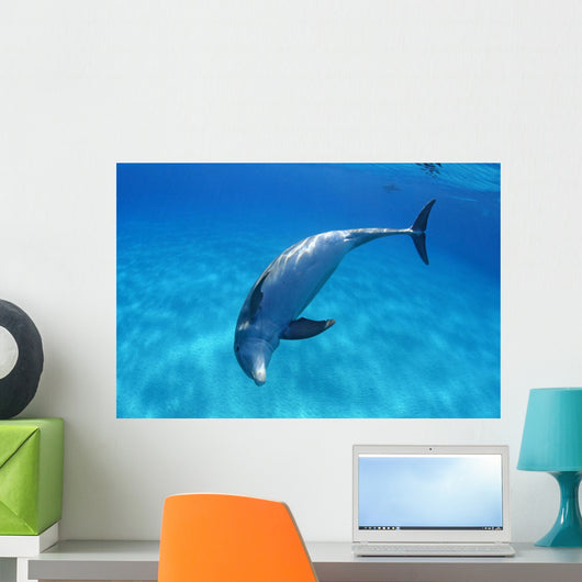 Tursiops Truncatus Wall Mural