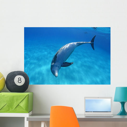 Tursiops Truncatus Wall Mural