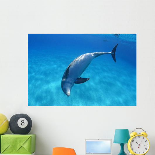 Tursiops Truncatus Wall Mural