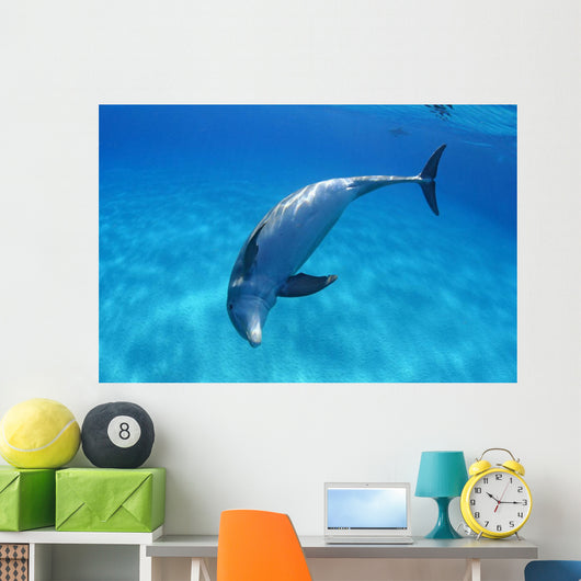 Tursiops Truncatus Wall Mural