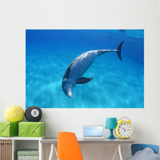 Tursiops Truncatus Wall Mural