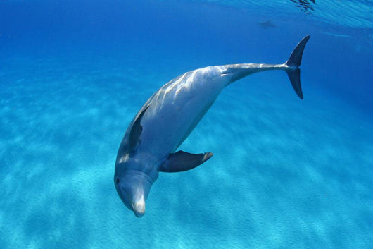 Tursiops Truncatus Wall Mural