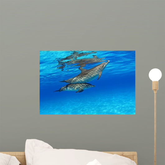Stenella Plagiodon Wall Mural