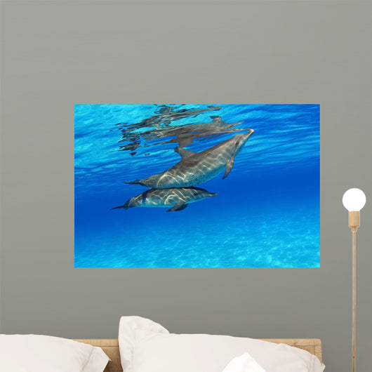 Stenella Plagiodon Wall Mural