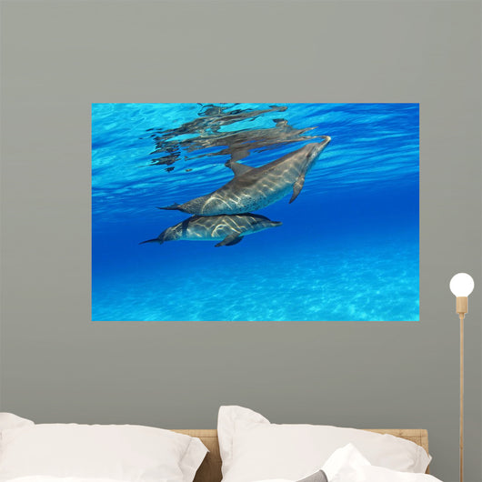 Stenella Plagiodon Wall Mural
