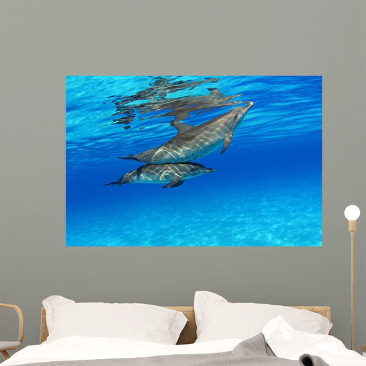 Stenella Plagiodon Wall Mural