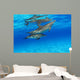 Stenella Plagiodon Wall Mural