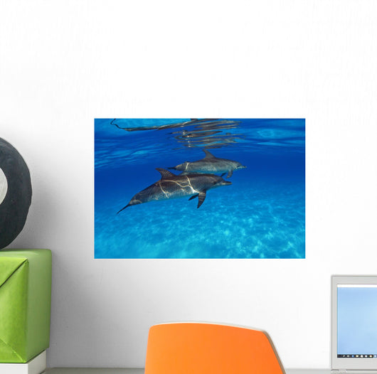 Stenella Plagiodon Wall Mural