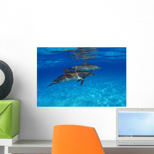 Stenella Plagiodon Wall Mural