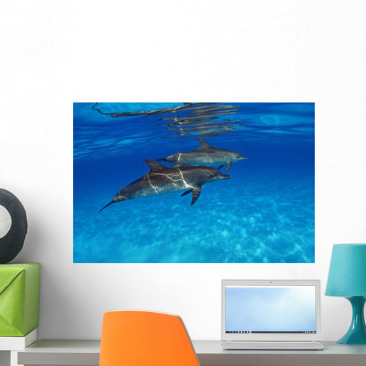 Stenella Plagiodon Wall Mural
