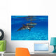 Stenella Plagiodon Wall Mural